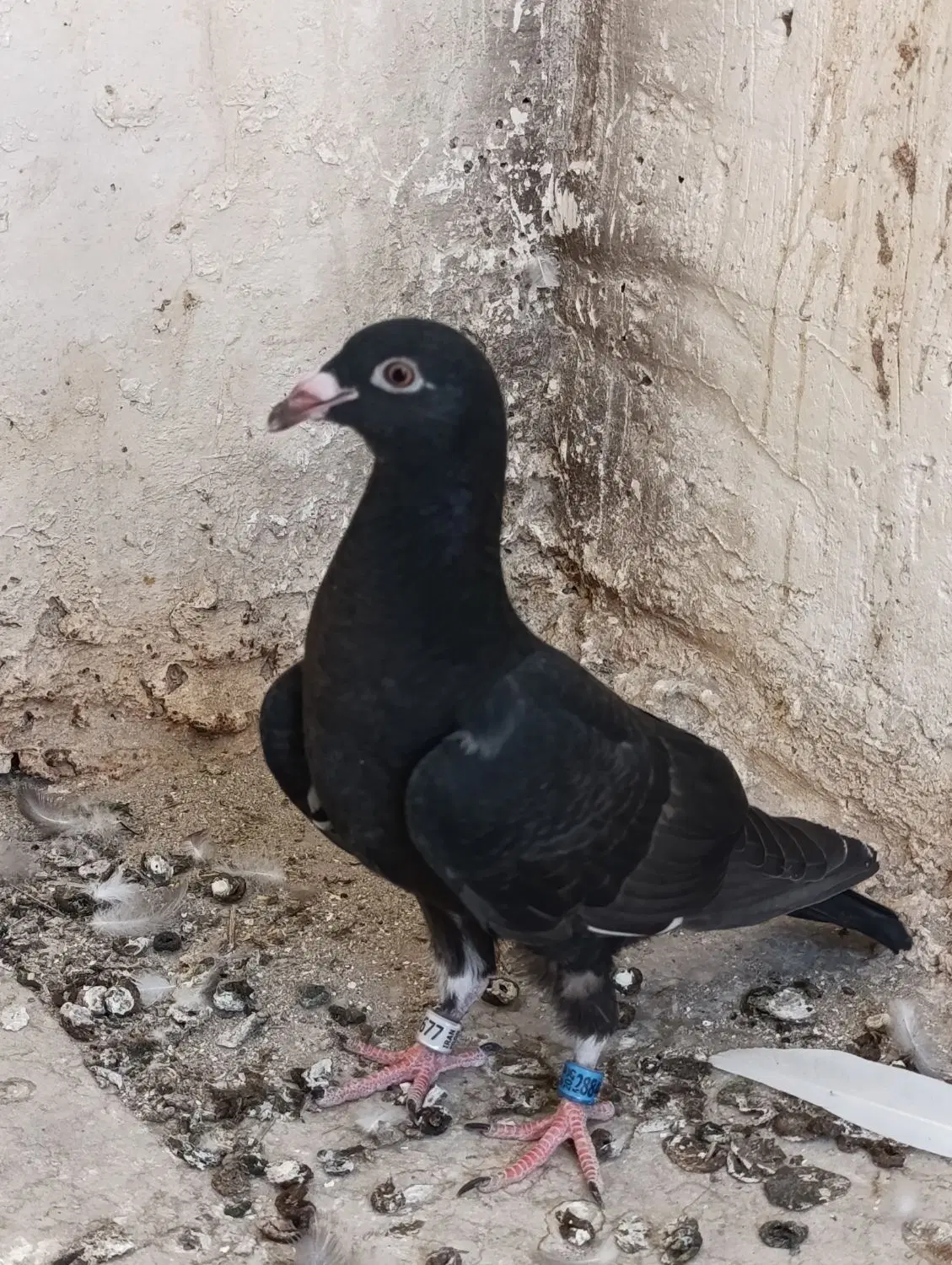 کبوتر|پرنده|فسا, |دیوار