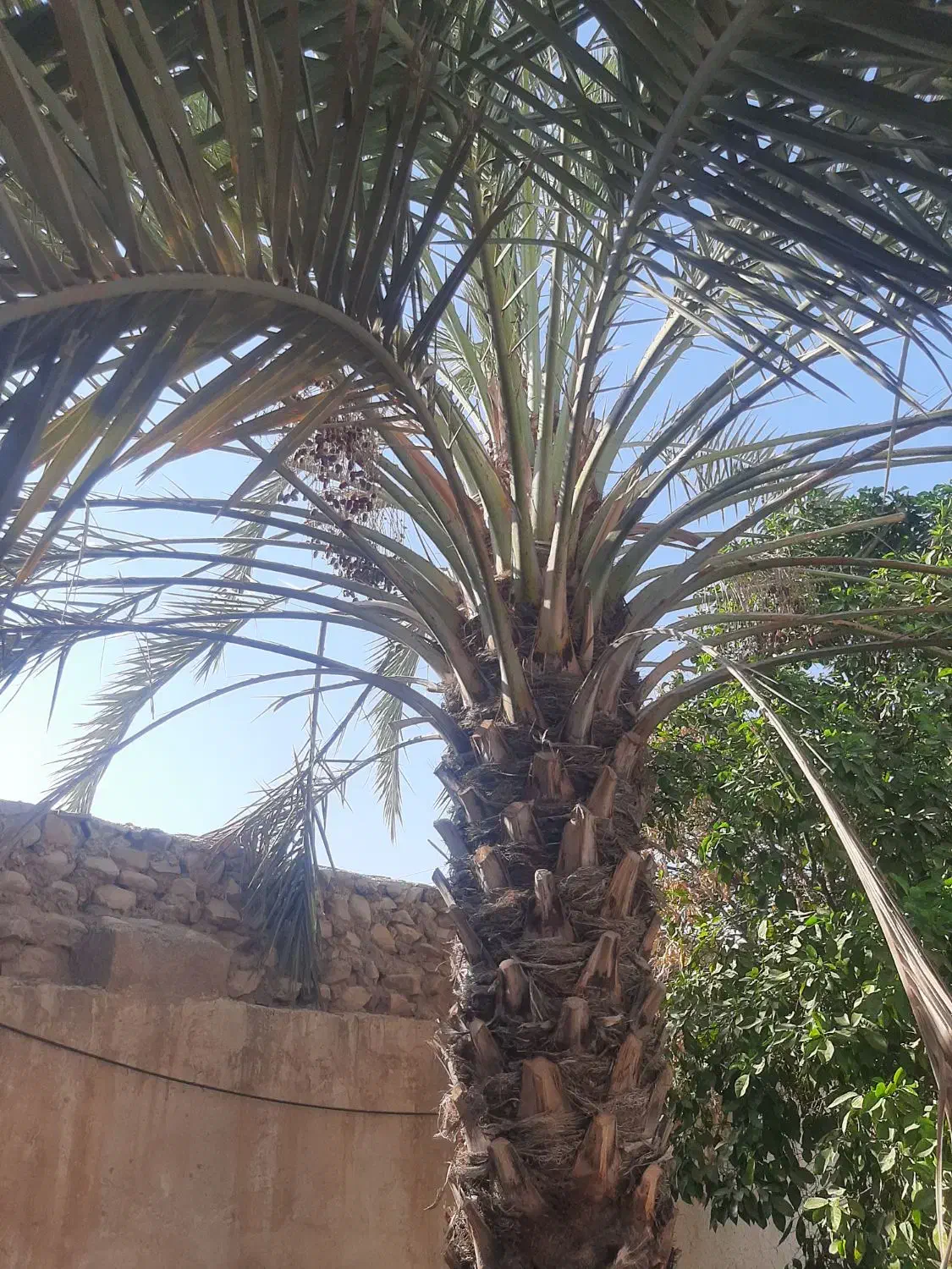 برش نخل و درخت رایگان سراسر استان بوشهر|خدمات باغبانی و درختکاری|اهرم, |دیوار