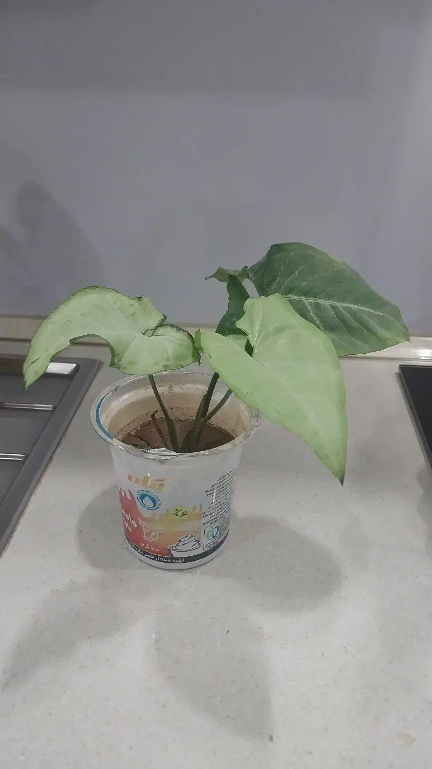 گل سینگونیوم خرگوشی پرپشت|گل و گیاه طبیعی|ارومیه, |دیوار