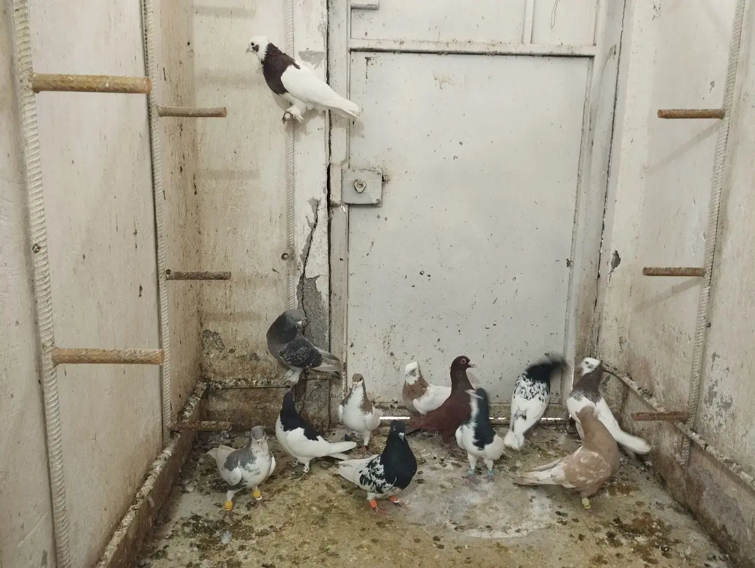 دسته کفتری بهبونی شهری زدو خوردی|پرنده|شیراز, گلشن|دیوار