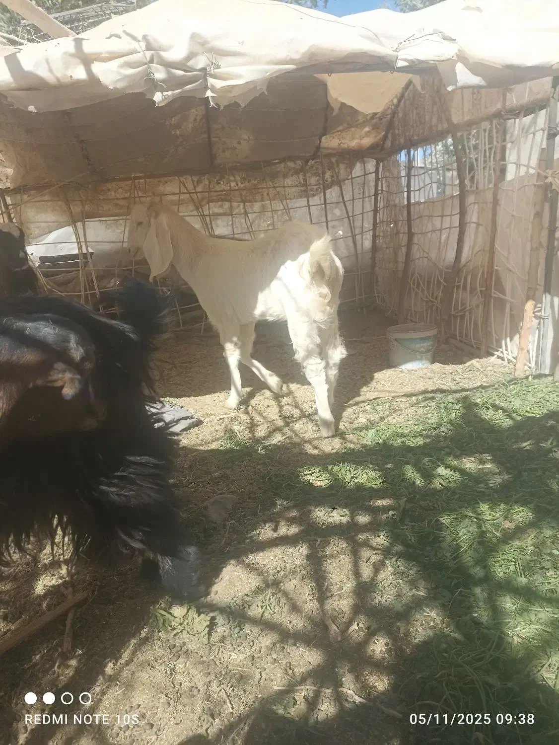 بز فروشی|حیوانات مزرعه|خاش, |دیوار