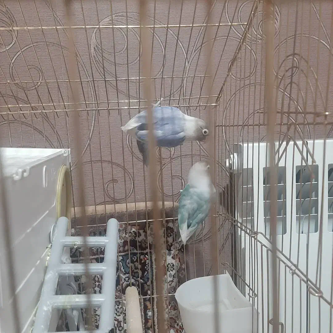 طوطی برزیلی|پرنده|قرچک, زیبا شهر|دیوار