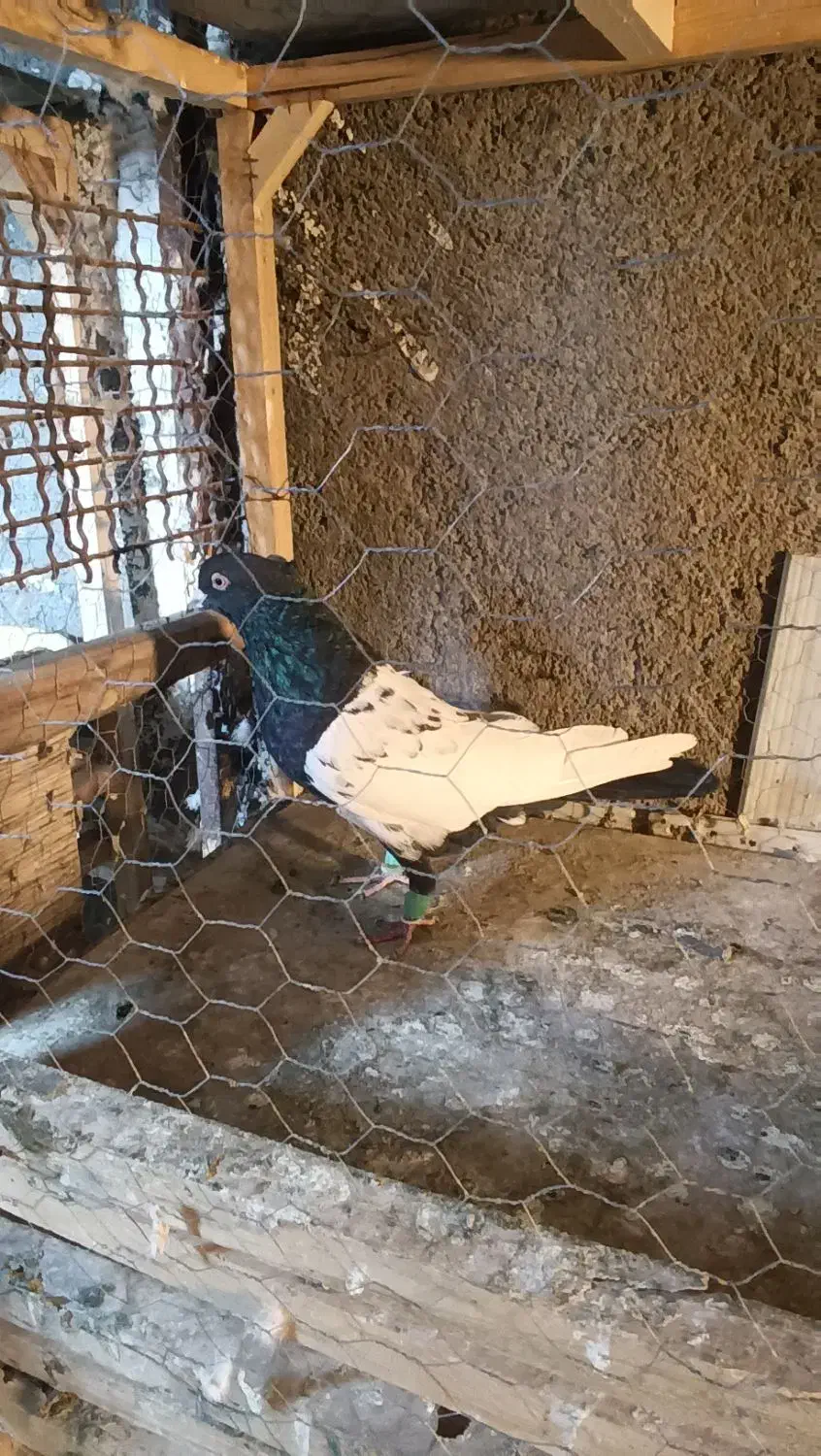 کبوتر رنگی|پرنده|مشهد, کلاته برفی|دیوار