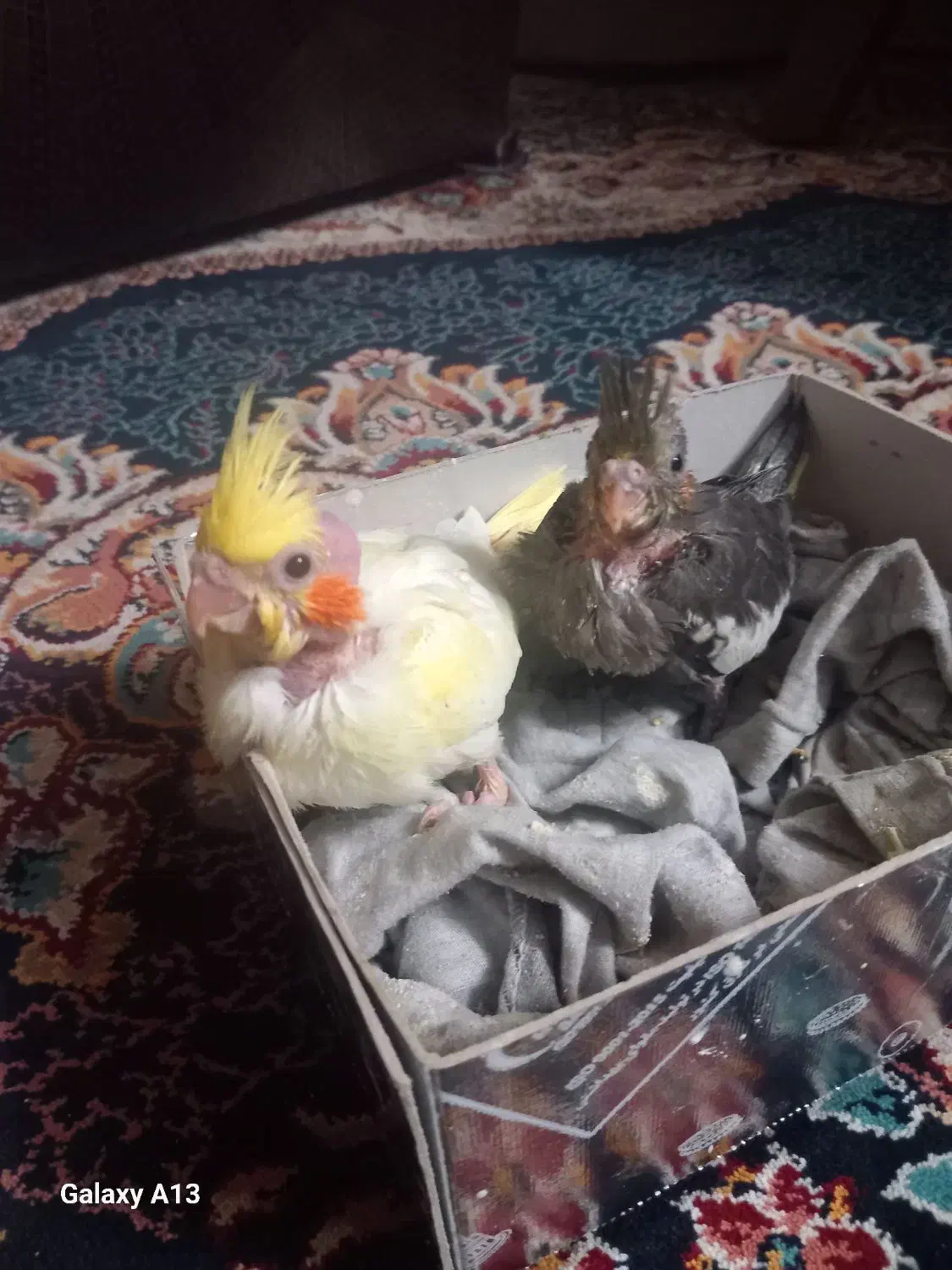 عروس هلندی|پرنده|مشهد, شهرک شهید باهنر|دیوار