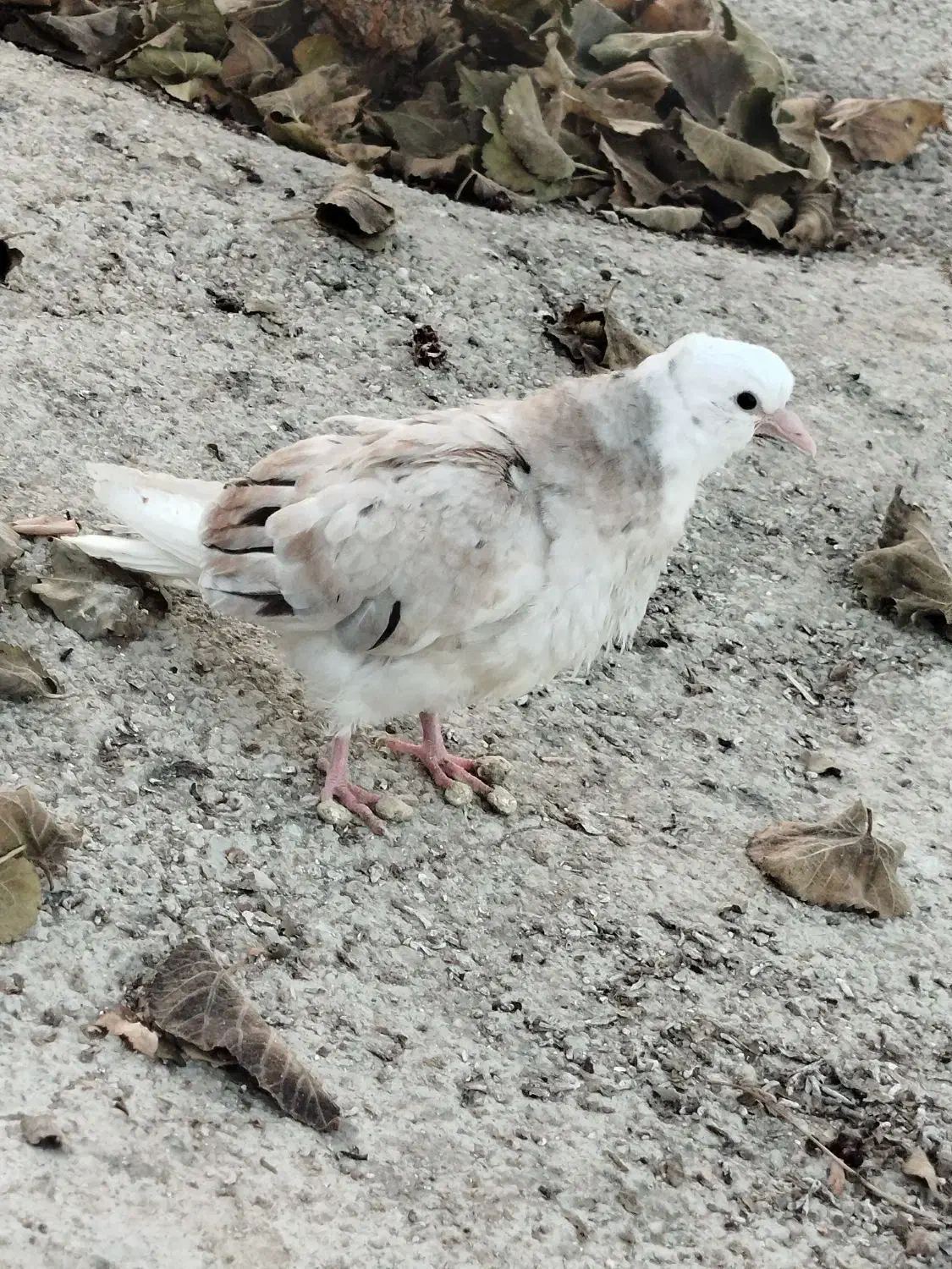 کفتر|پرنده|ماهنشان, |دیوار