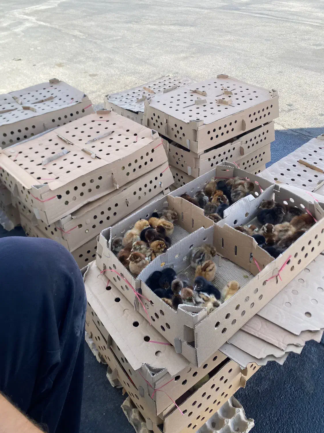 جوجه تحویل ۷۲ تن|حیوانات مزرعه|قم, پاسدار|دیوار