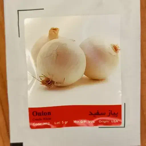 بذرپیازمینروا|گل و گیاه طبیعی|جیرفت, |دیوار