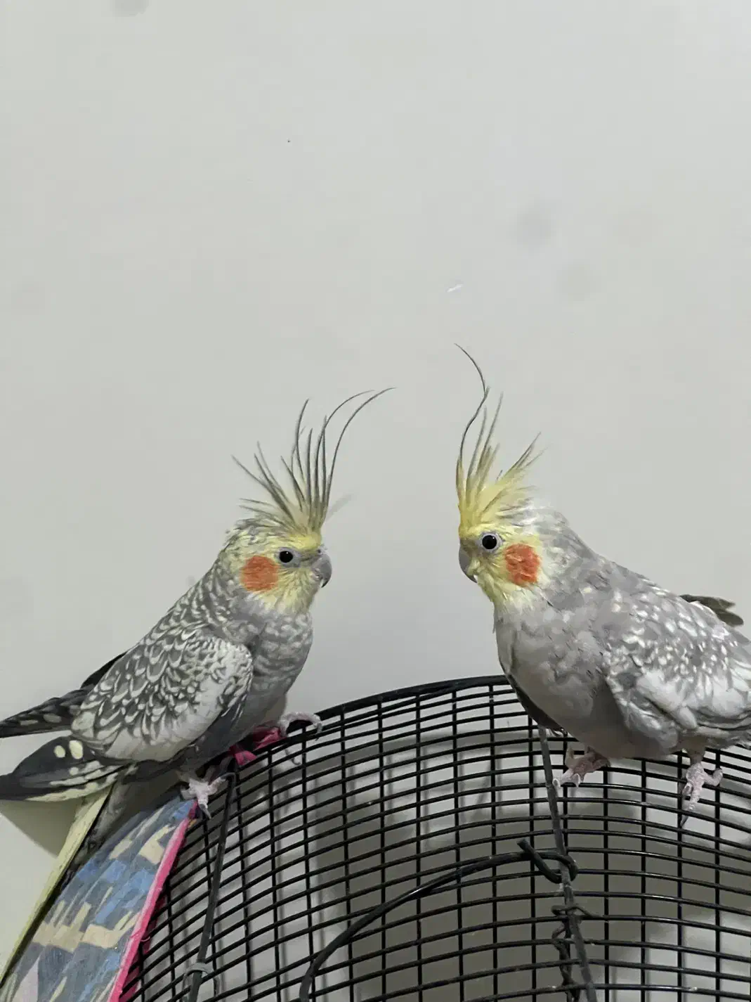 عروس هلندی|پرنده|آفتاب, |دیوار