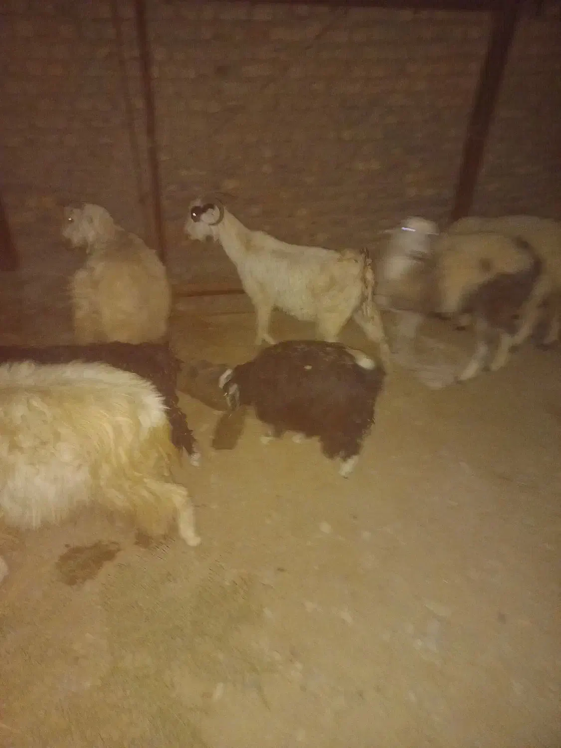 دو عدد بزغاله کوچک ماده|حیوانات مزرعه|بیرجند, |دیوار