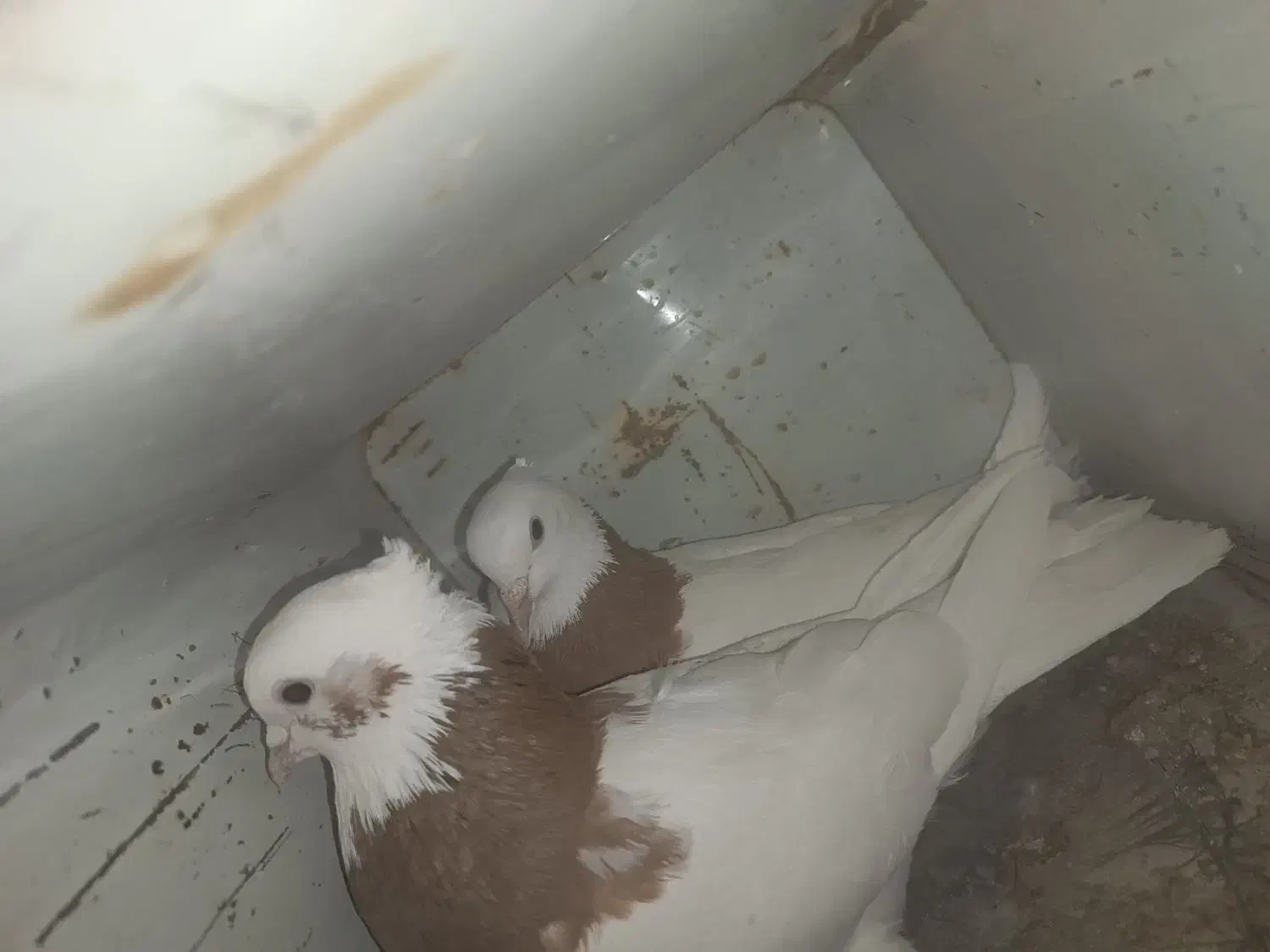 جفت طوقی پرتقالی|پرنده|خاتم, |دیوار