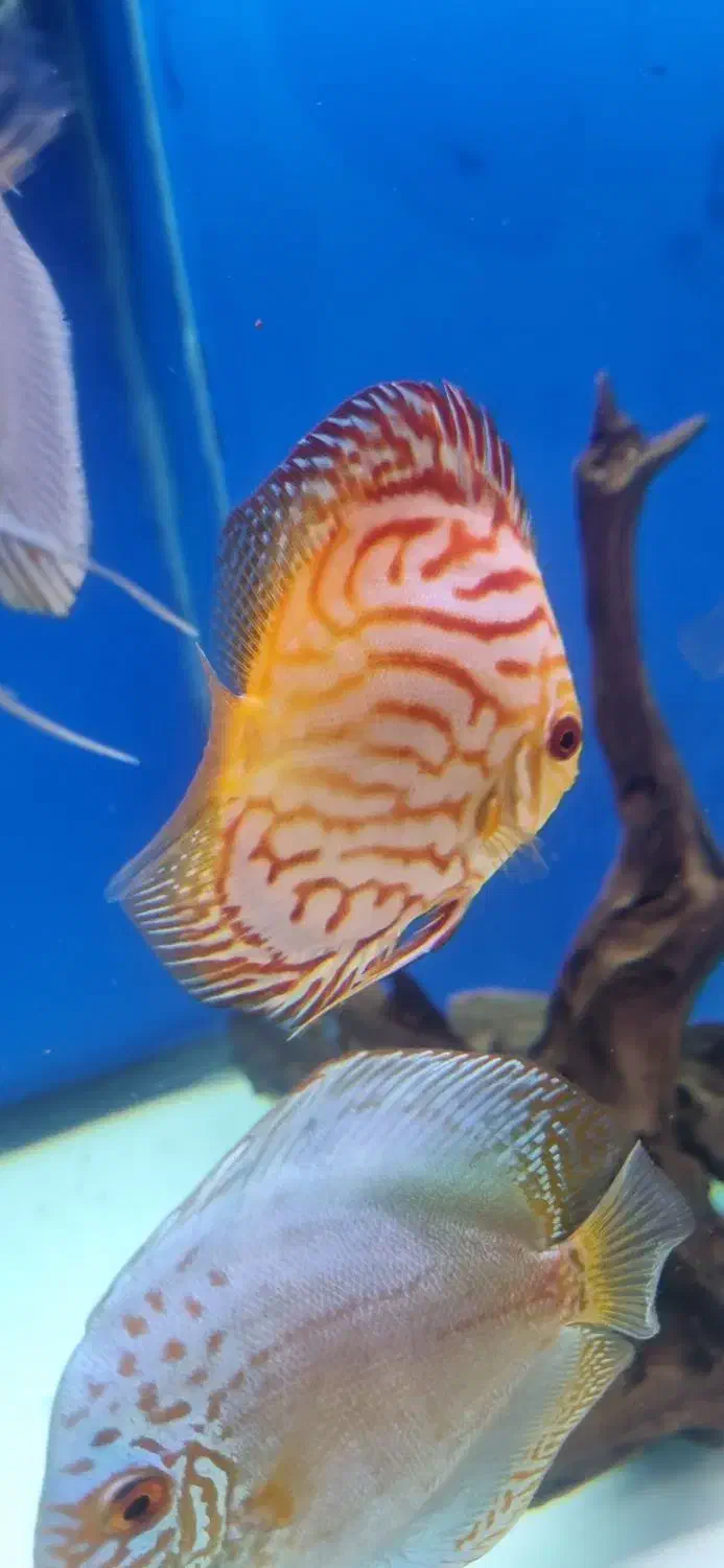 ماهی پوزه خرگوشی و دیسکس ۳ اینچ|ماهی|تبریز, |دیوار