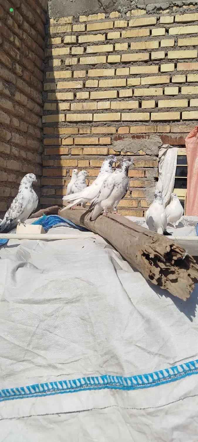 کفتر پرشی|پرنده|دهلران, |دیوار