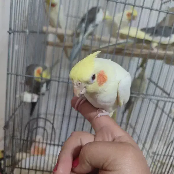 عروس هلندی|پرنده|آران و بیدگل, |دیوار