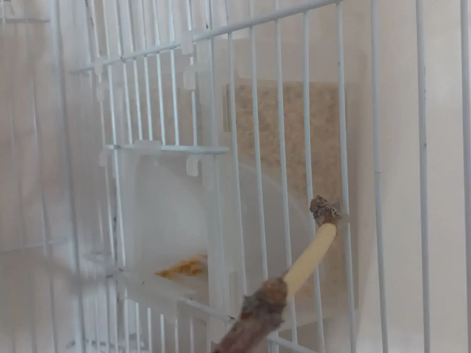 مرغ عشق خوشگل و خوشرنگ با لوازم|پرنده|مشکان, |دیوار