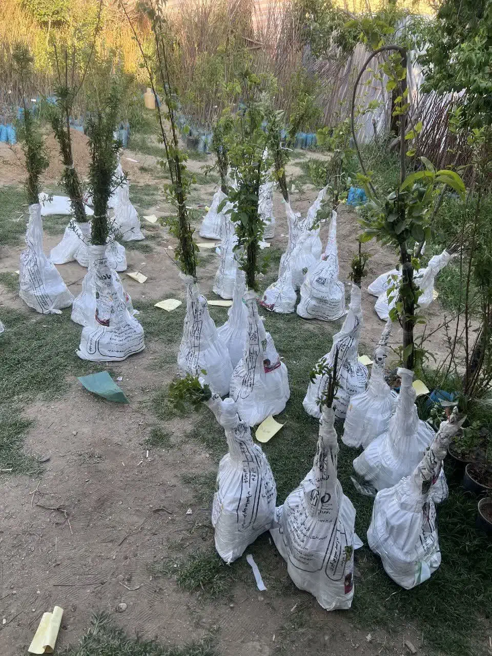 فروش نهال گردو پیوندی فرنور|خدمات باغبانی و درختکاری|ایوان, |دیوار