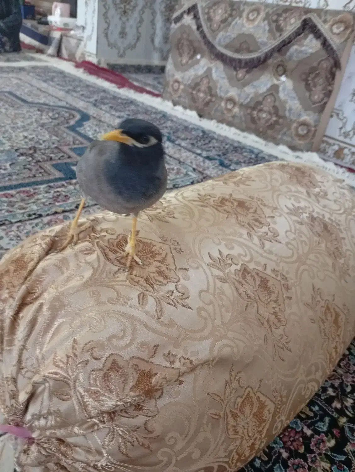 مرغ مینا|پرنده|بم, |دیوار