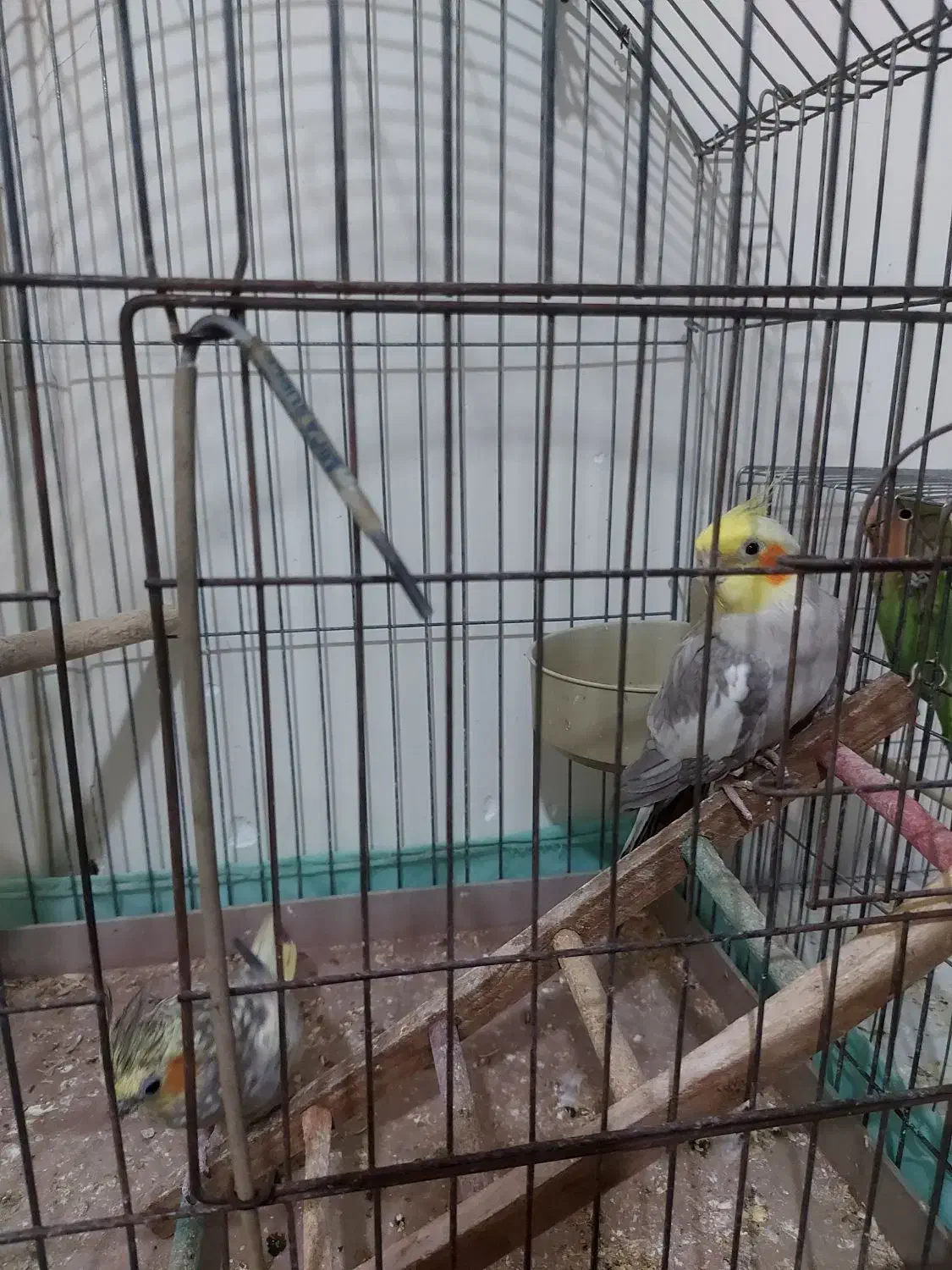 یو جفت عروسی هلندی مولد وسالم|پرنده|تهران, پاسداران|دیوار