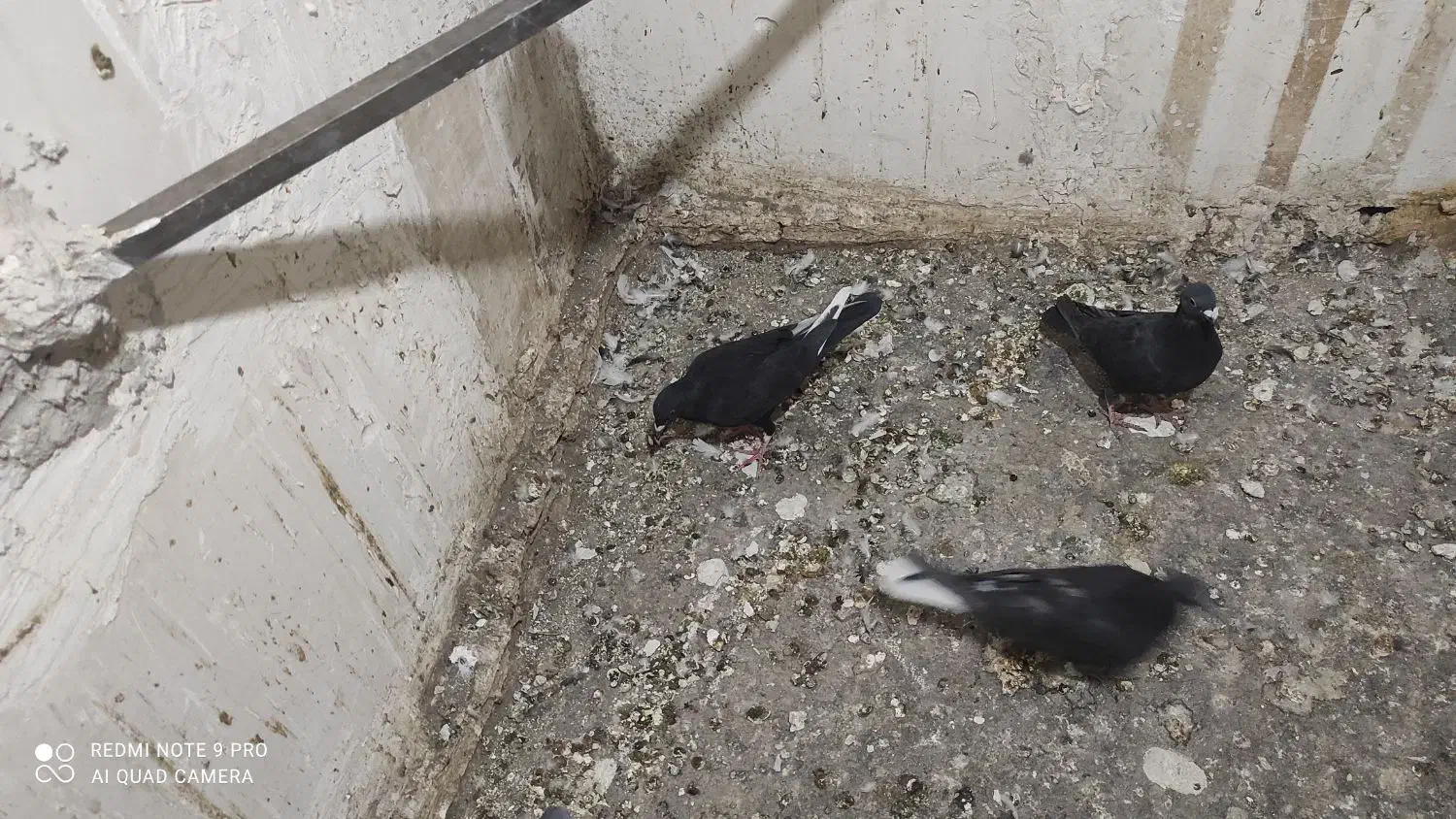 کفتر.تهرانی. شهرستانی.قرسوی|پرنده|فشاپویه, |دیوار