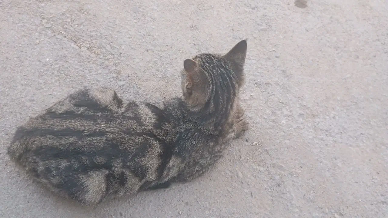 واگذار گربه|گربه|شیراز, تل حسین‌آباد|دیوار