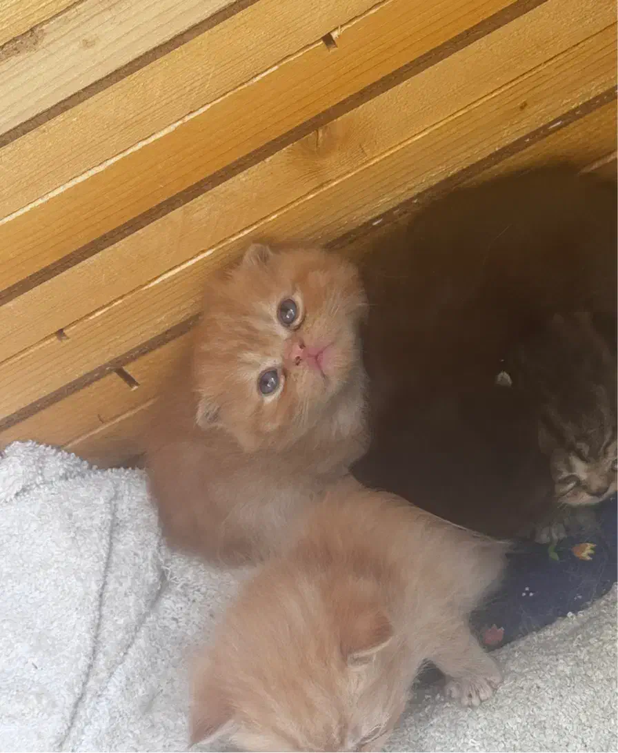 گربه اسکاتیش ،پرشین|گربه|تبریز, |دیوار