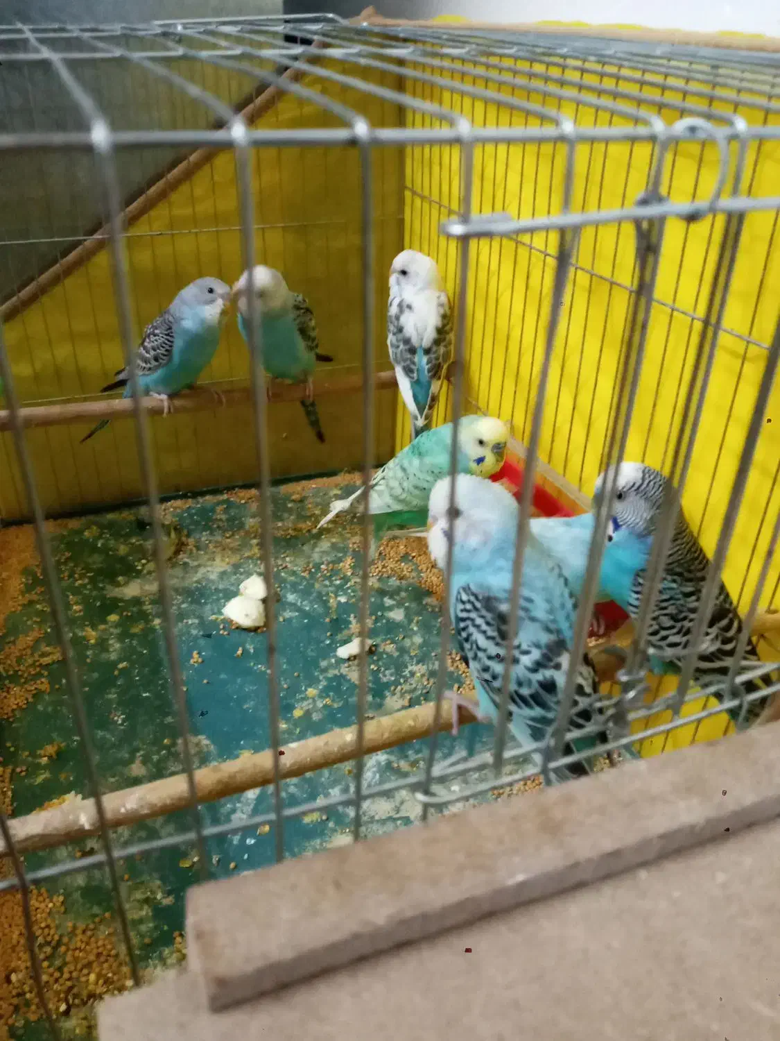 شش عدد مرغ عشق سالم|پرنده|ابهر, |دیوار