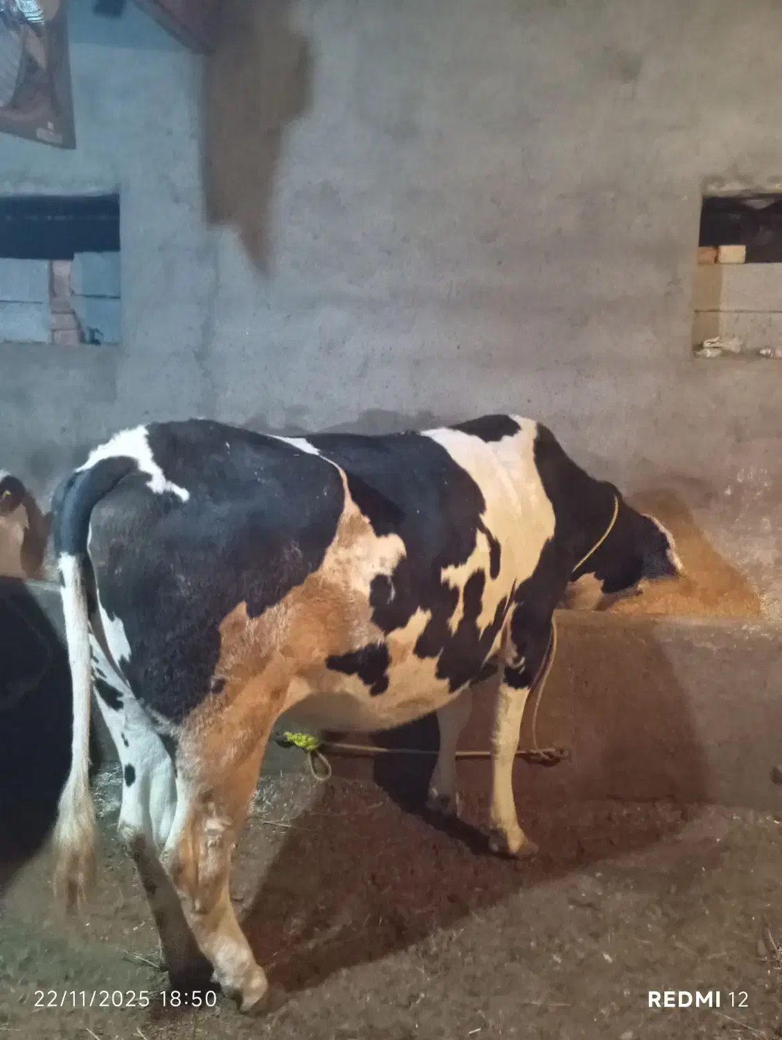 گاو سیمنتال آبستن|حیوانات مزرعه|نوشین شهر, |دیوار