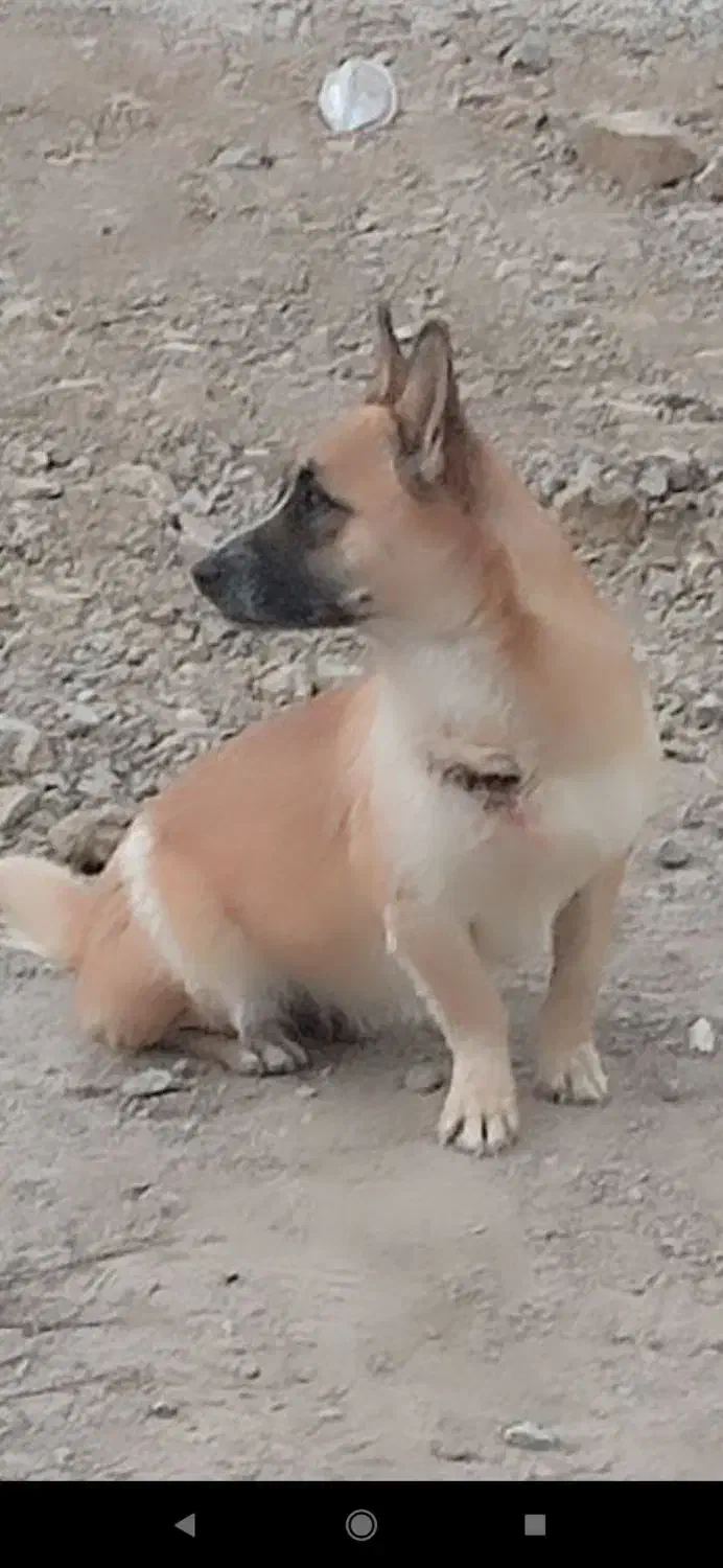 سگ پا کوتاه گم شده|سگ|بناب, |دیوار