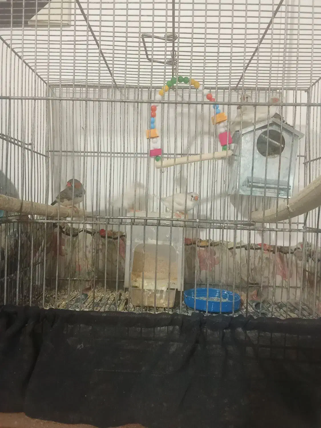 فنچ نرگسی و زفنچ زبرا|پرنده|قم, زند آباد|دیوار