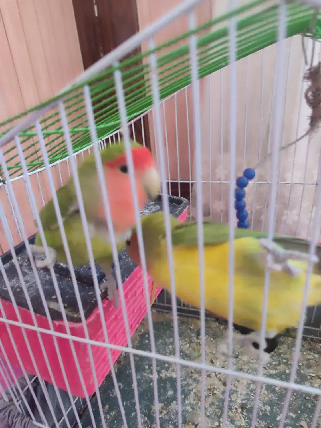 طوطی|پرنده|کوهدشت, |دیوار