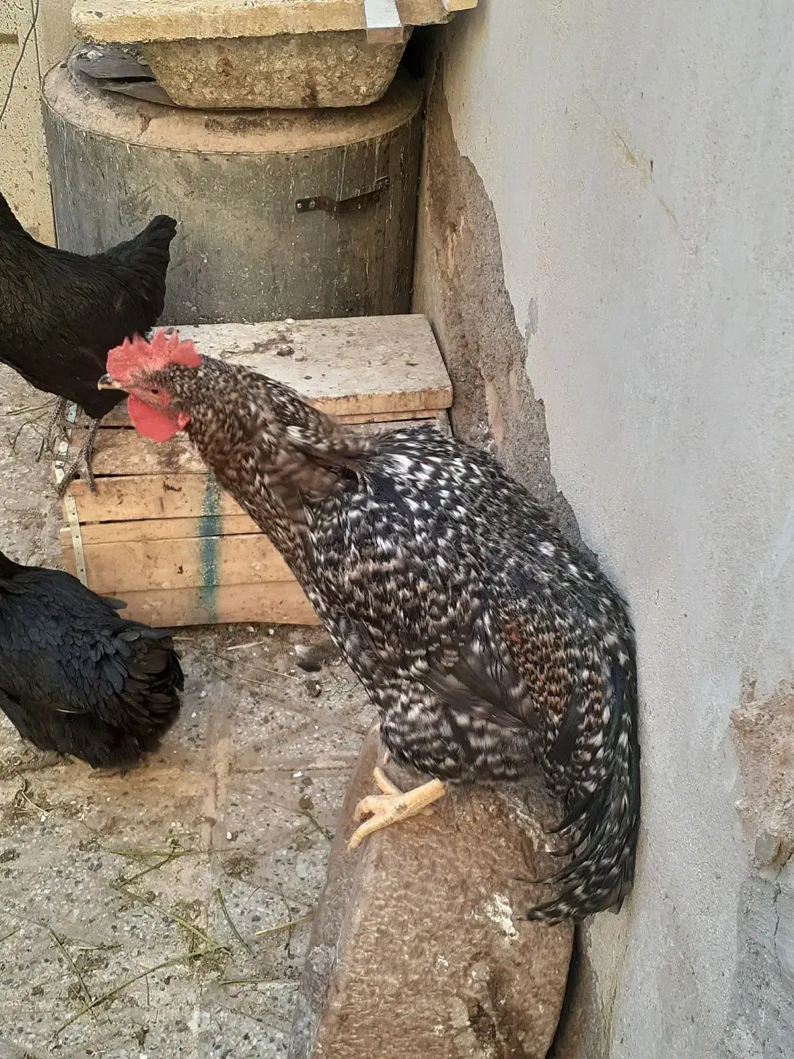 خروس جهادی|حیوانات مزرعه|شهرضا, |دیوار