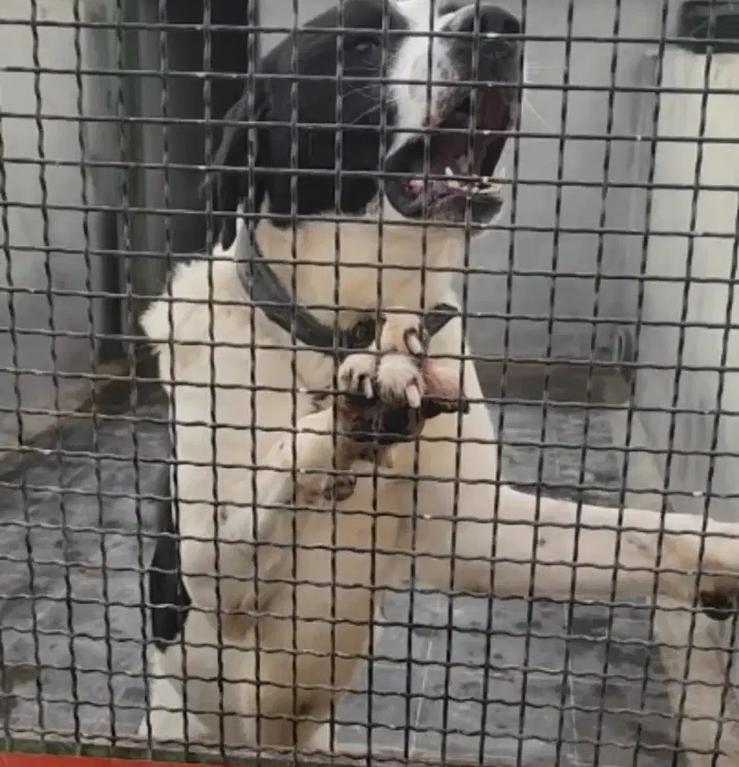 سگ نگهبان|سگ|بومهن, |دیوار