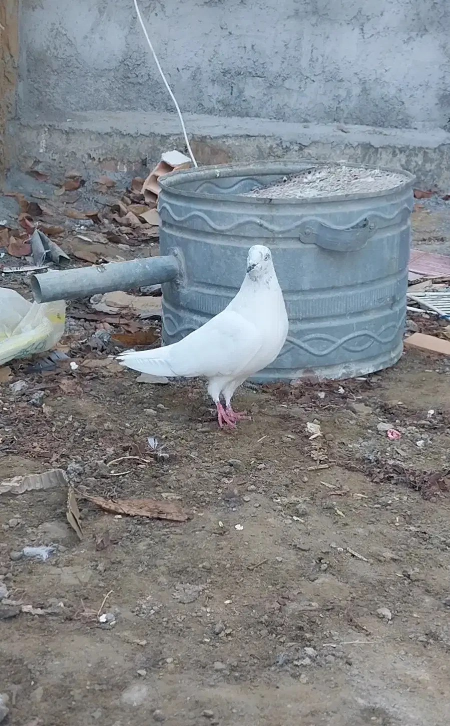 کبوتر ماده سالم بدونه هیچ مریض|پرنده|خلخال, |دیوار