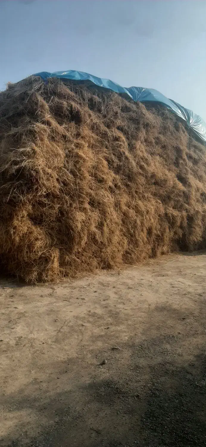 علوفه یونجه|عمدهفروشی|یامچی, |دیوار