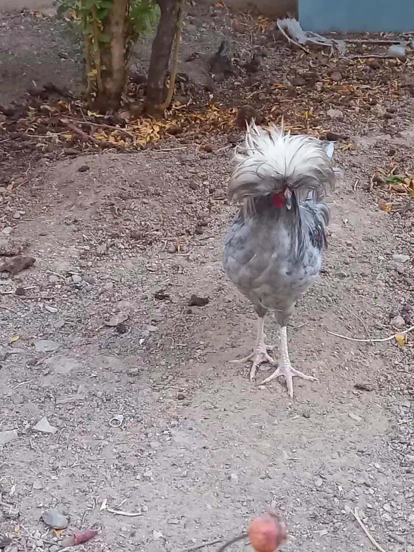 خروس لهستانی خوش رنگ|حیوانات مزرعه|تربتحیدریه, قائم|دیوار