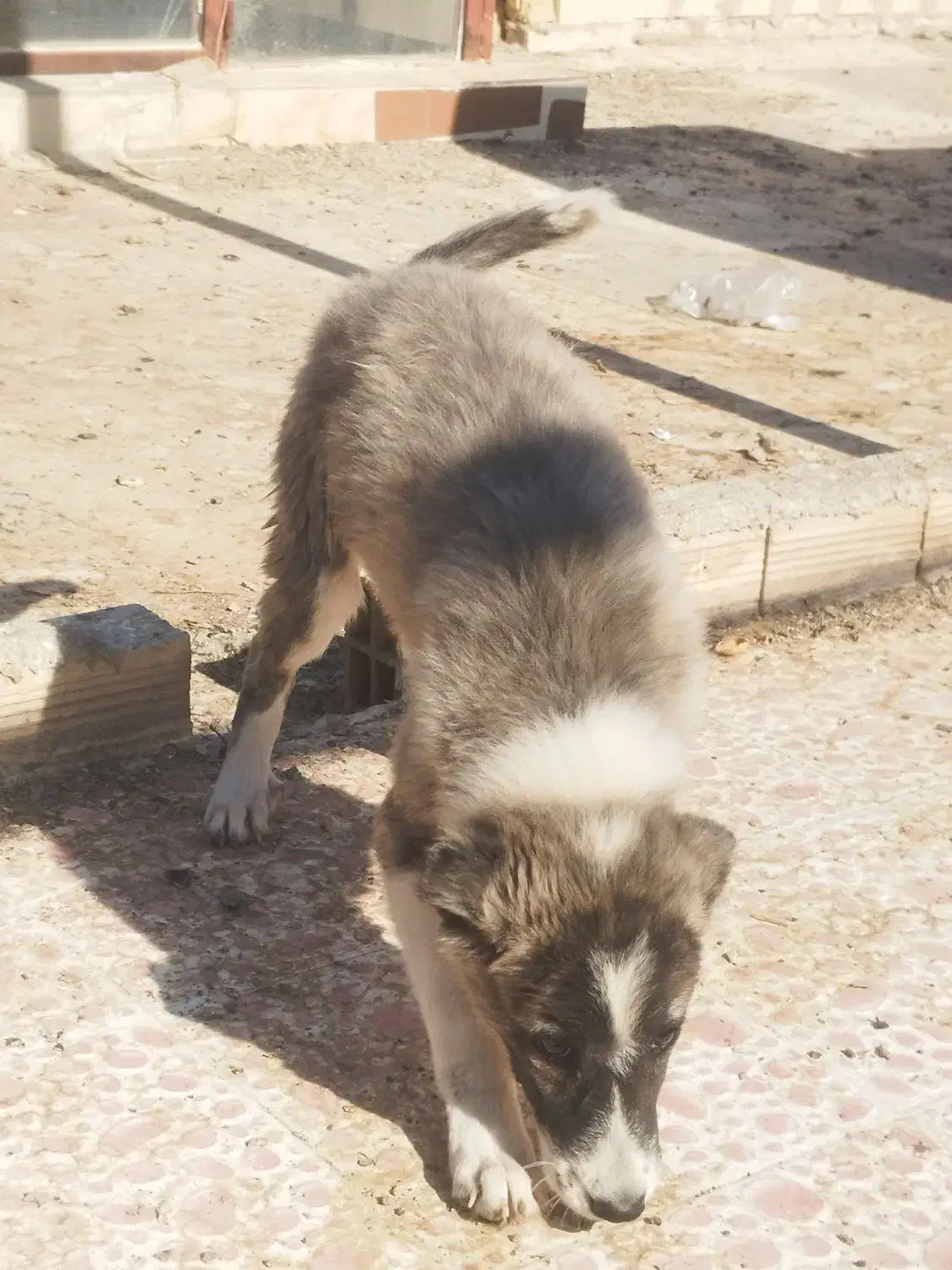 توله خراسانی|سگ|یزد, |دیوار