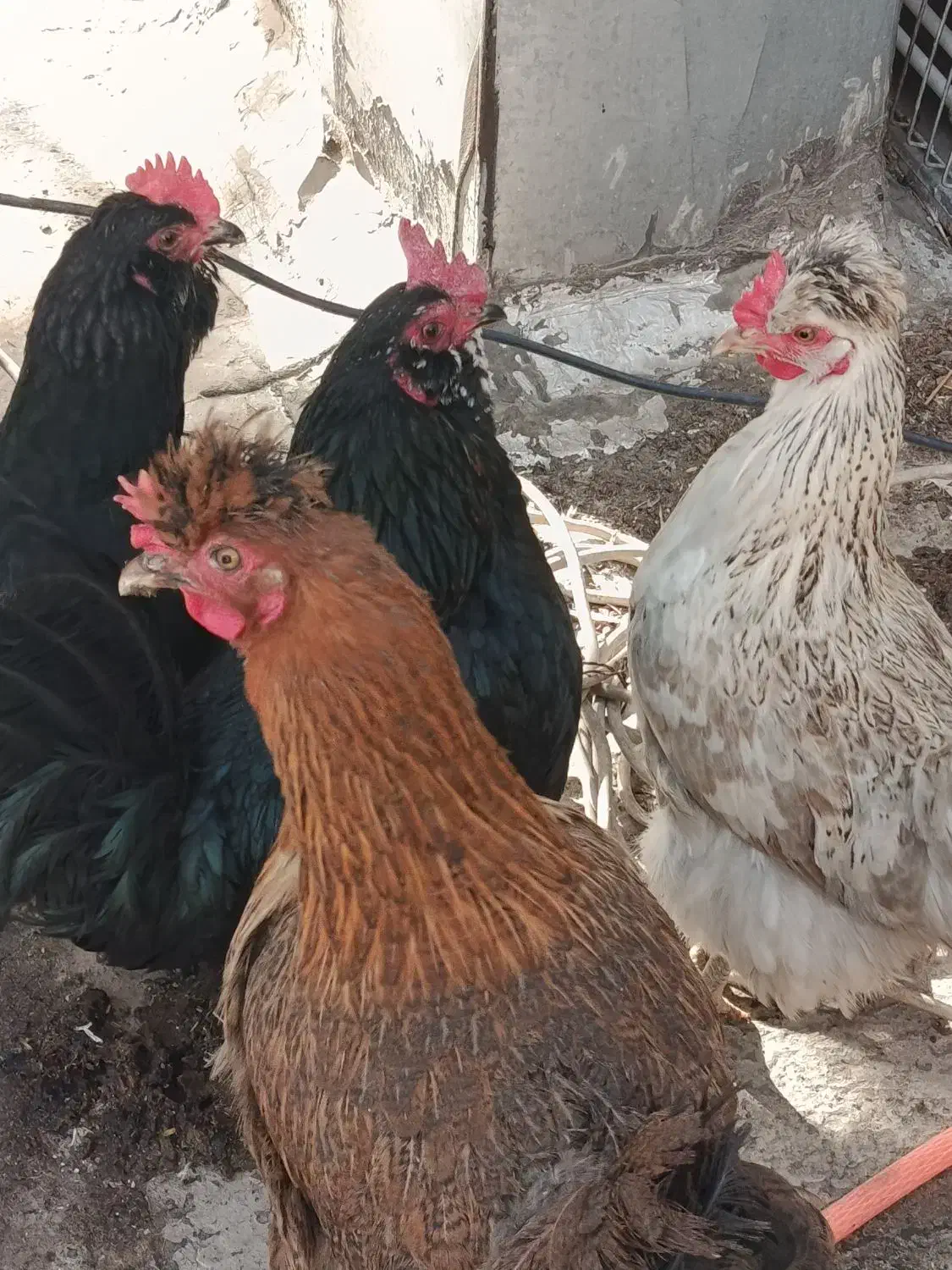 مرغ خانگی|حیوانات مزرعه|شهریار, دهشاد بالا|دیوار