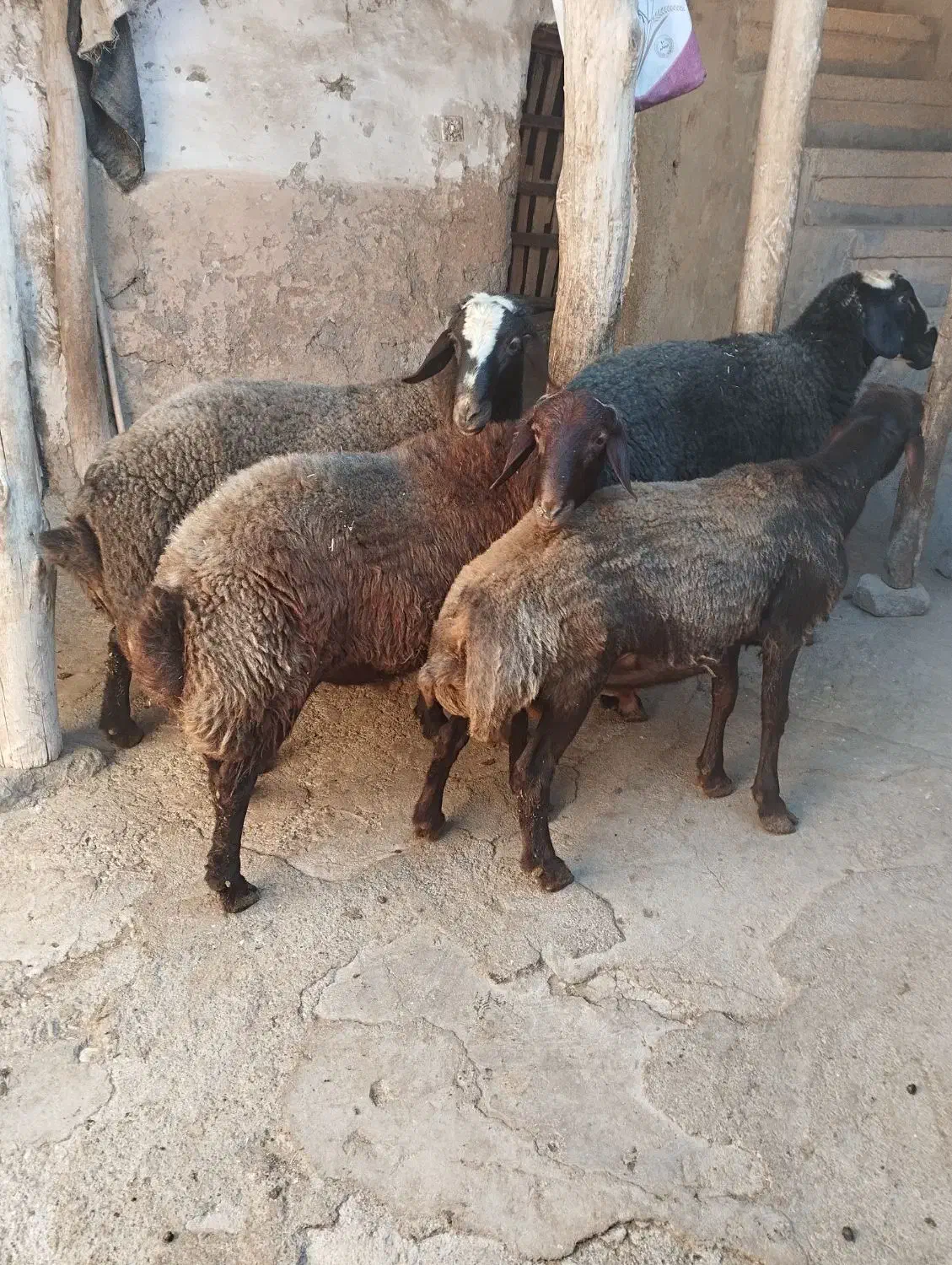 قوچ گله|حیوانات مزرعه|کلیائی, |دیوار