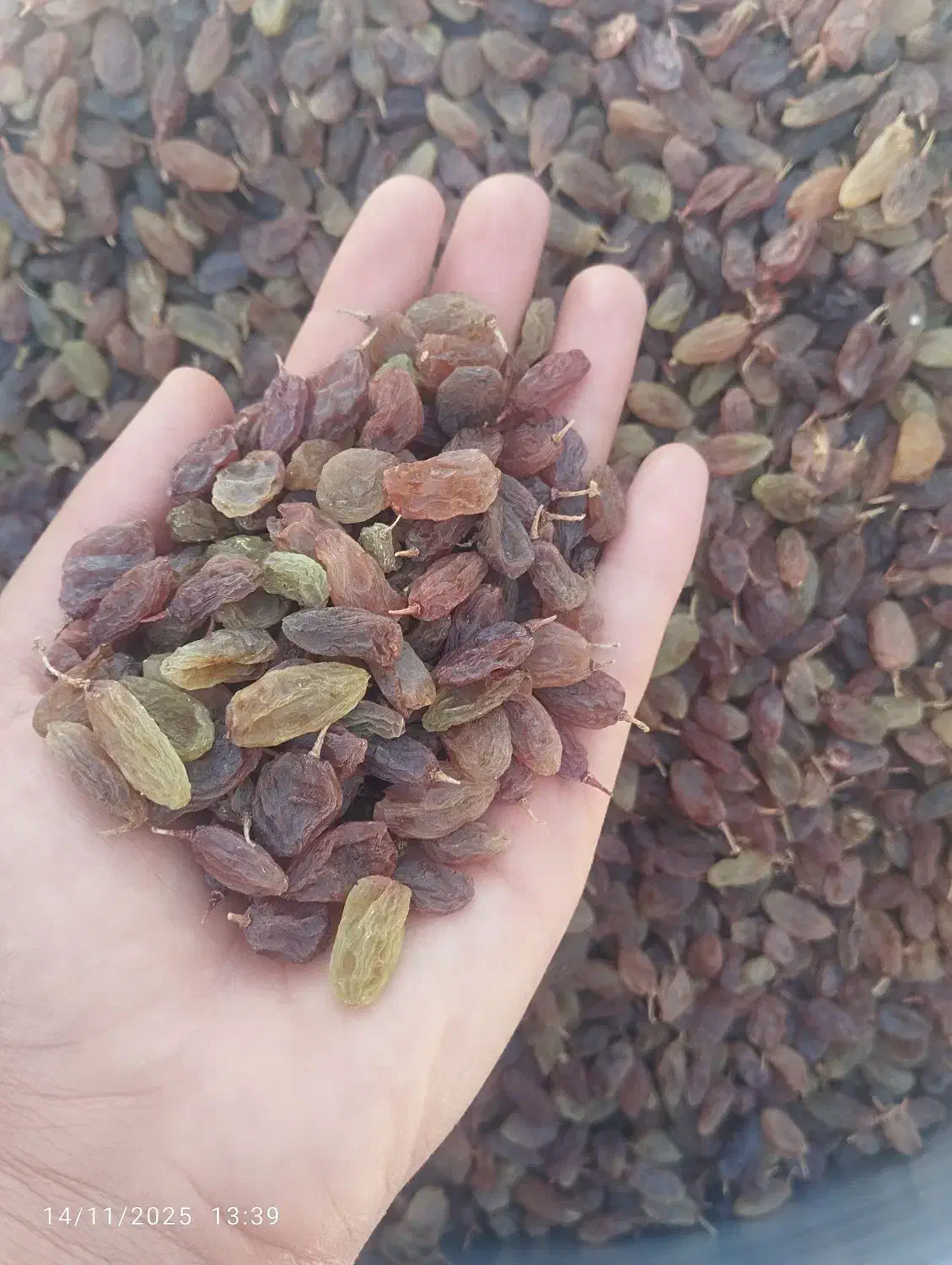 کشمش|خوردنی و آشامیدنی|یاسوج, |دیوار