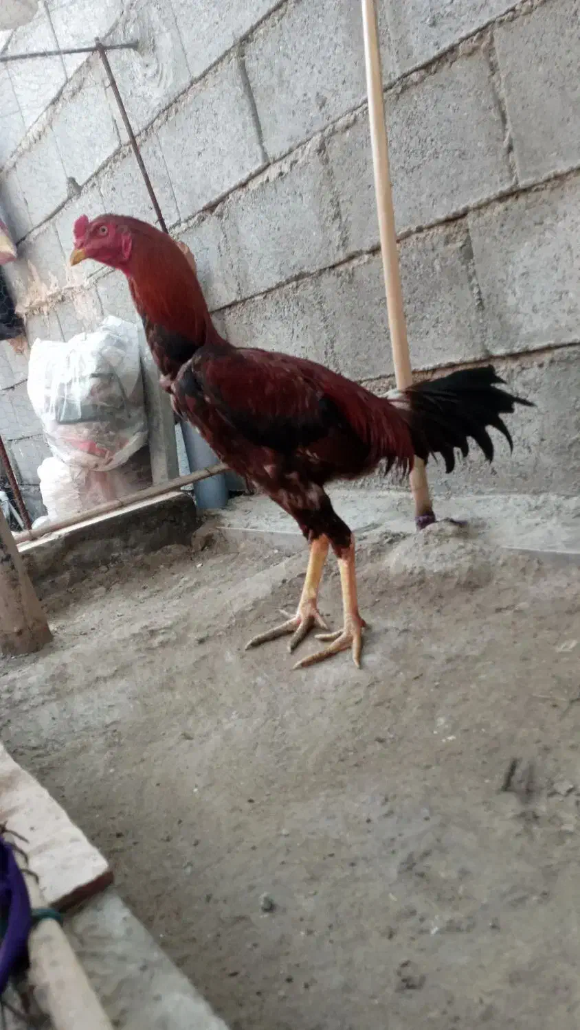 خروس|حیوانات مزرعه|میناب, |دیوار