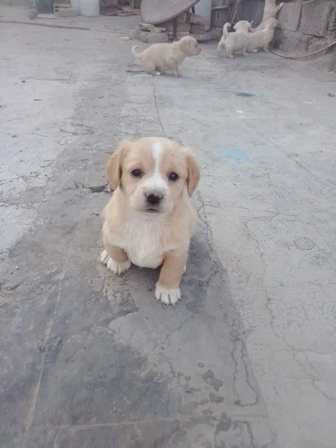 واگذاری         توله سگ پاکوتاه گلدن ریوتور|سگ|بومهن, |دیوار