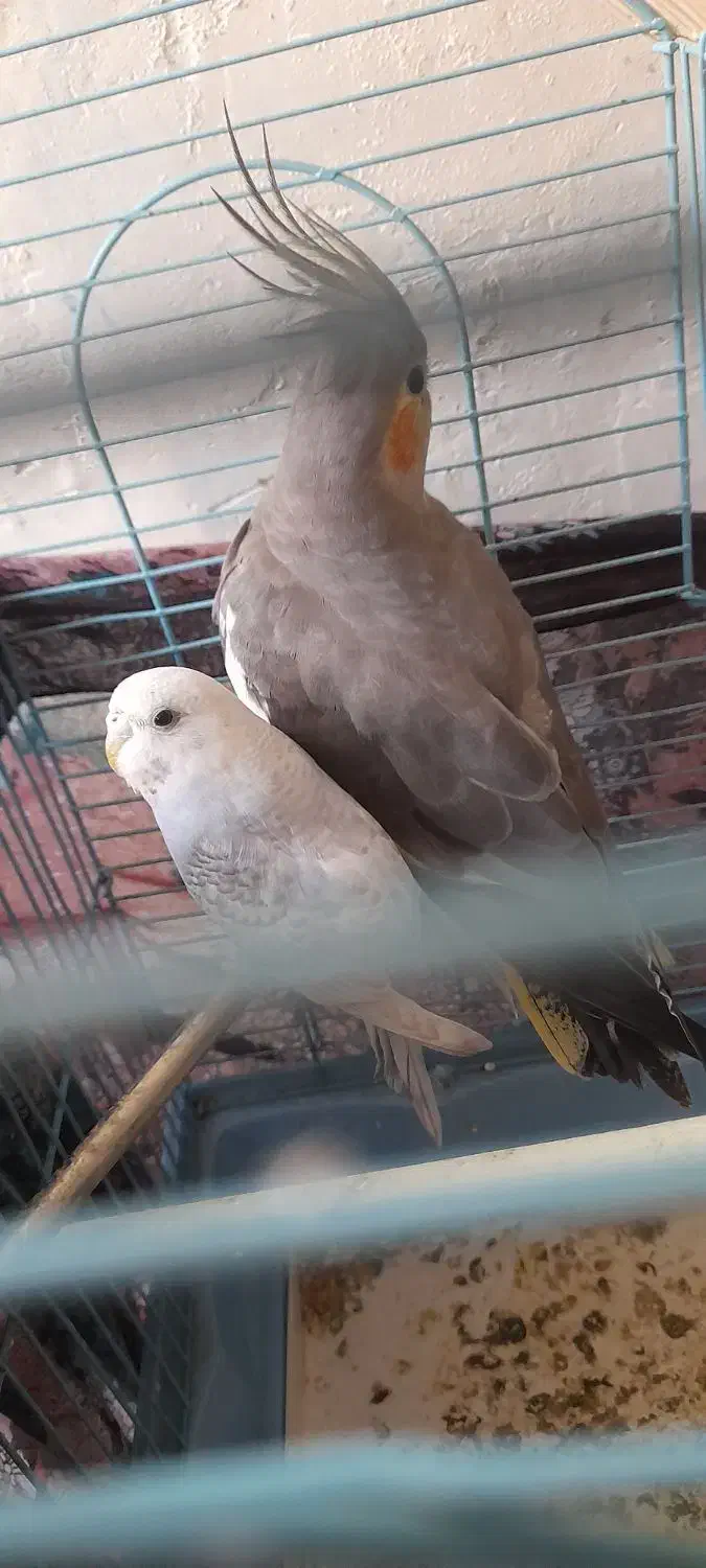 عروس هلندی وعشق باقفس|پرنده|جلین, |دیوار