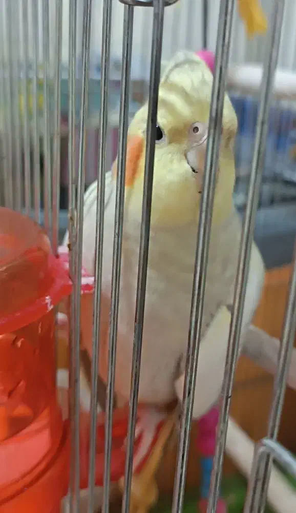 عروس هلندی ماده|پرنده|اهواز, کوی آغاجاری|دیوار