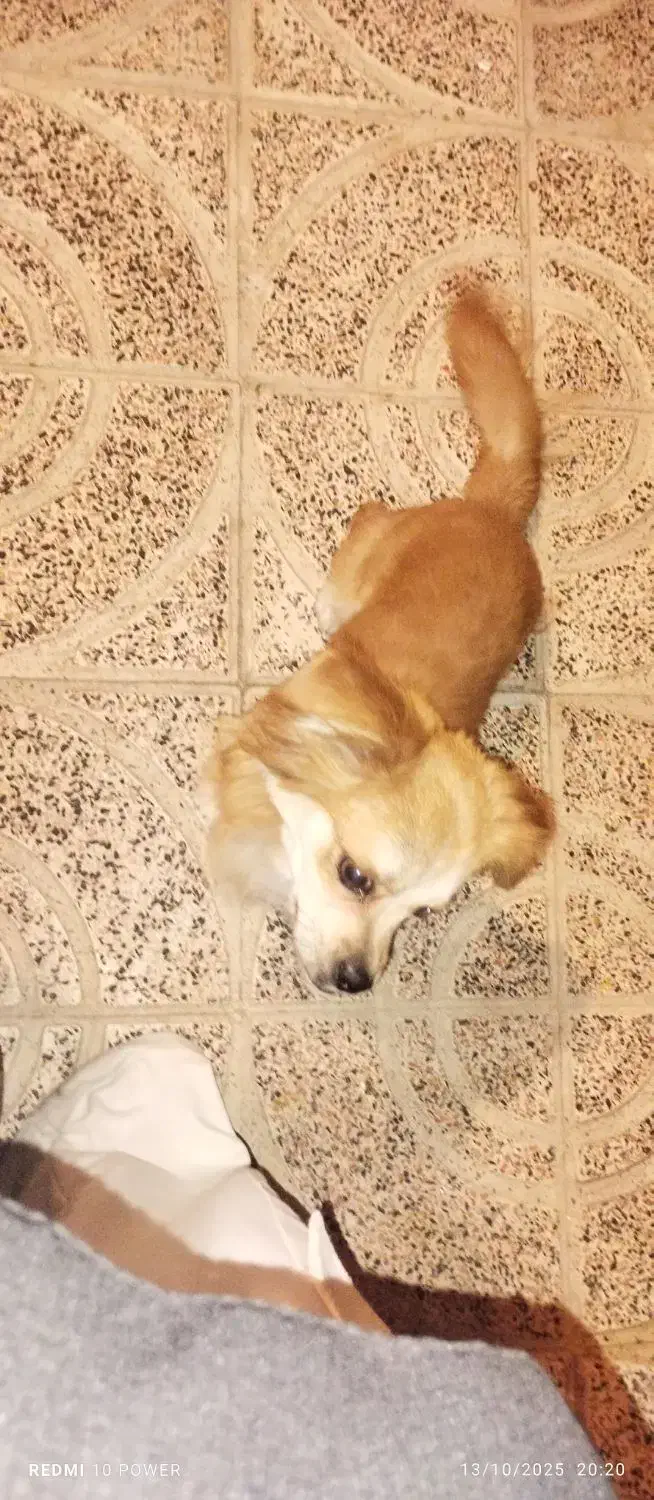 سگ شیپزو|سگ|گلستان (تهران), |دیوار