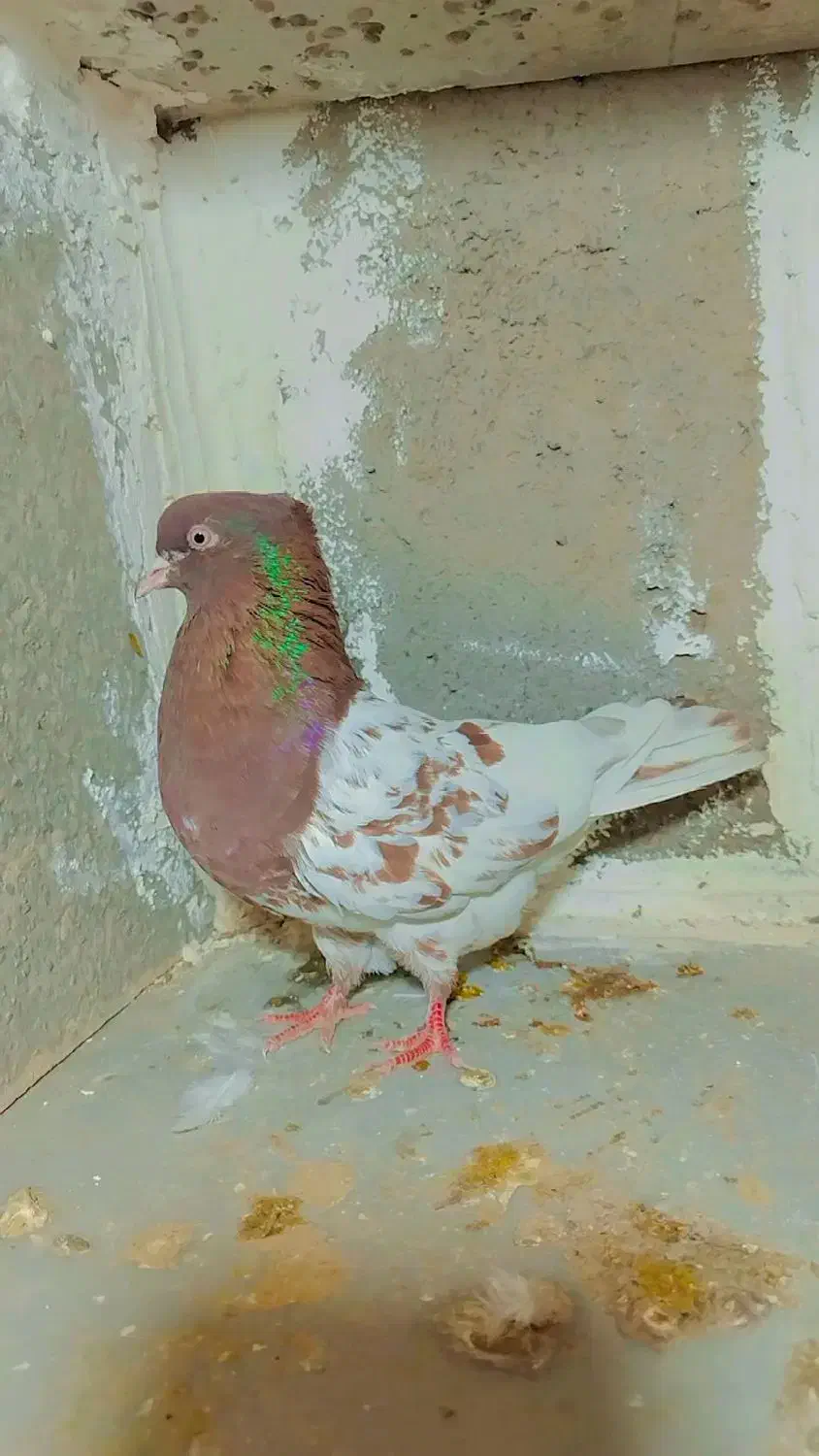 کفتر کله|پرنده|تربت جام, شاهد|دیوار