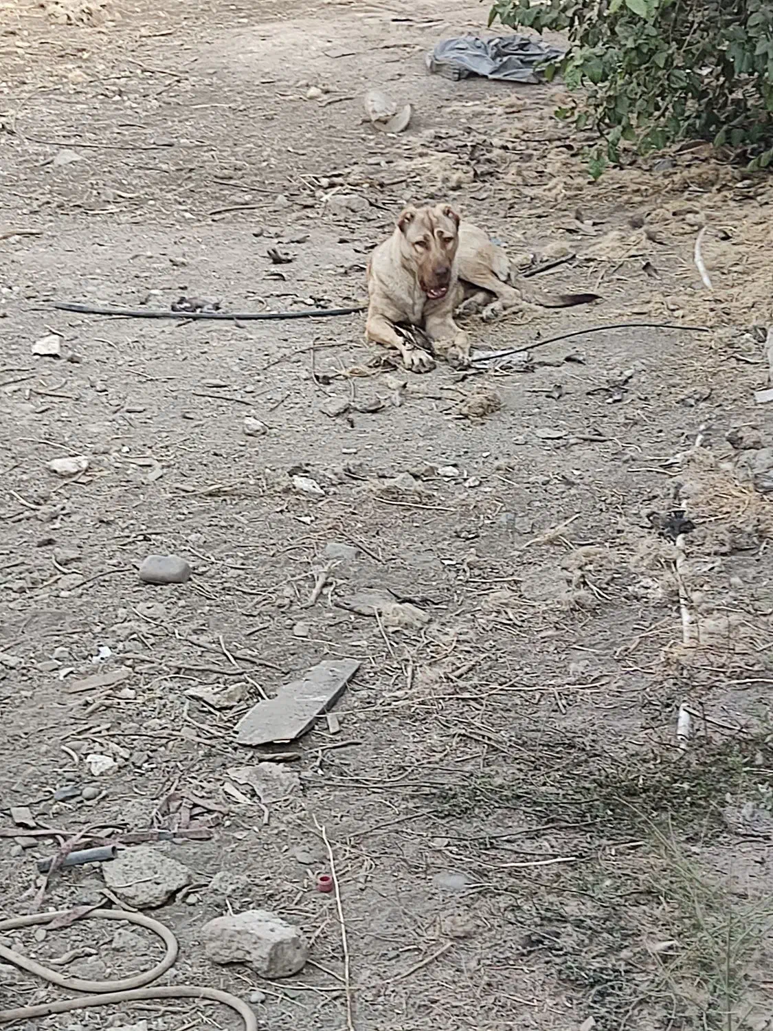 توله سرابی ۶ ماهه ماده|سگ|شهریار, کهنز|دیوار