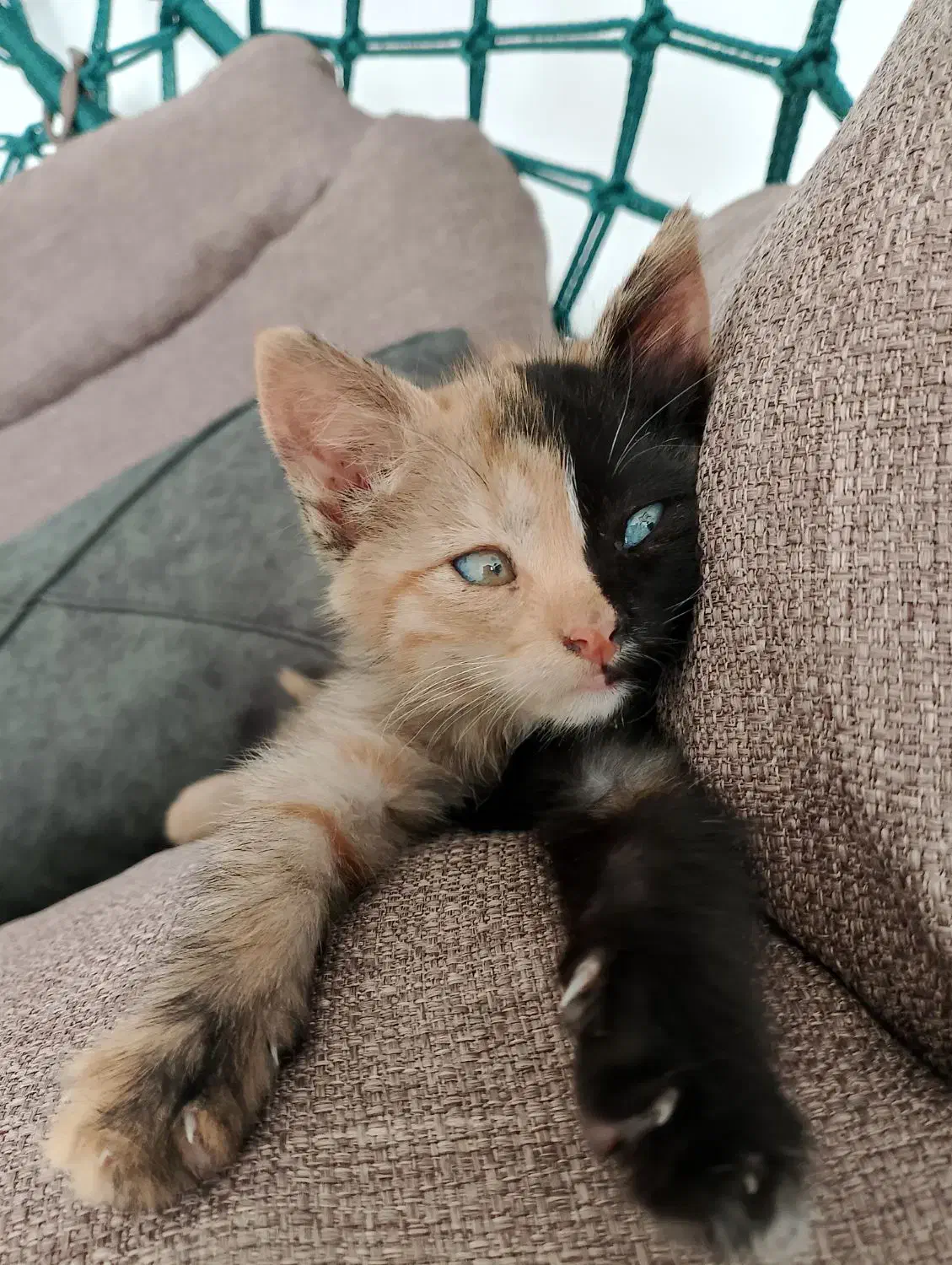 گمشده|حیوانات|کاشمر, |دیوار