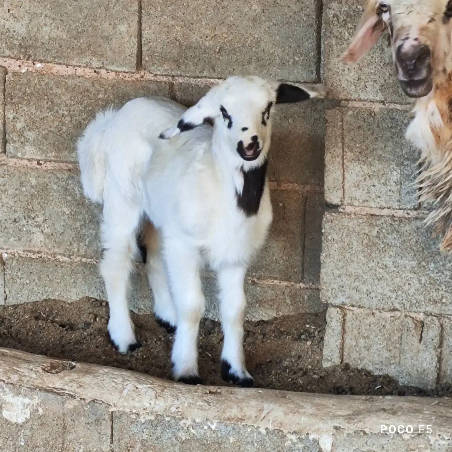 ۲ راس میش.. بره دار و ابسن|حیوانات مزرعه|شیراز, شاپورجان|دیوار
