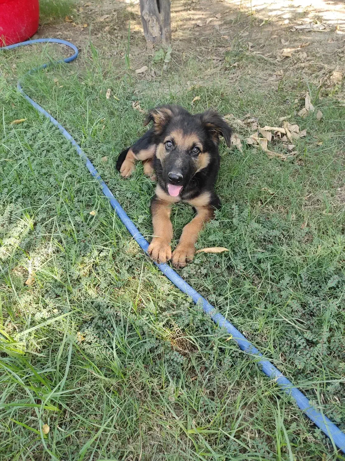 سگ ژرمن شپرد|سگ|شوش, |دیوار