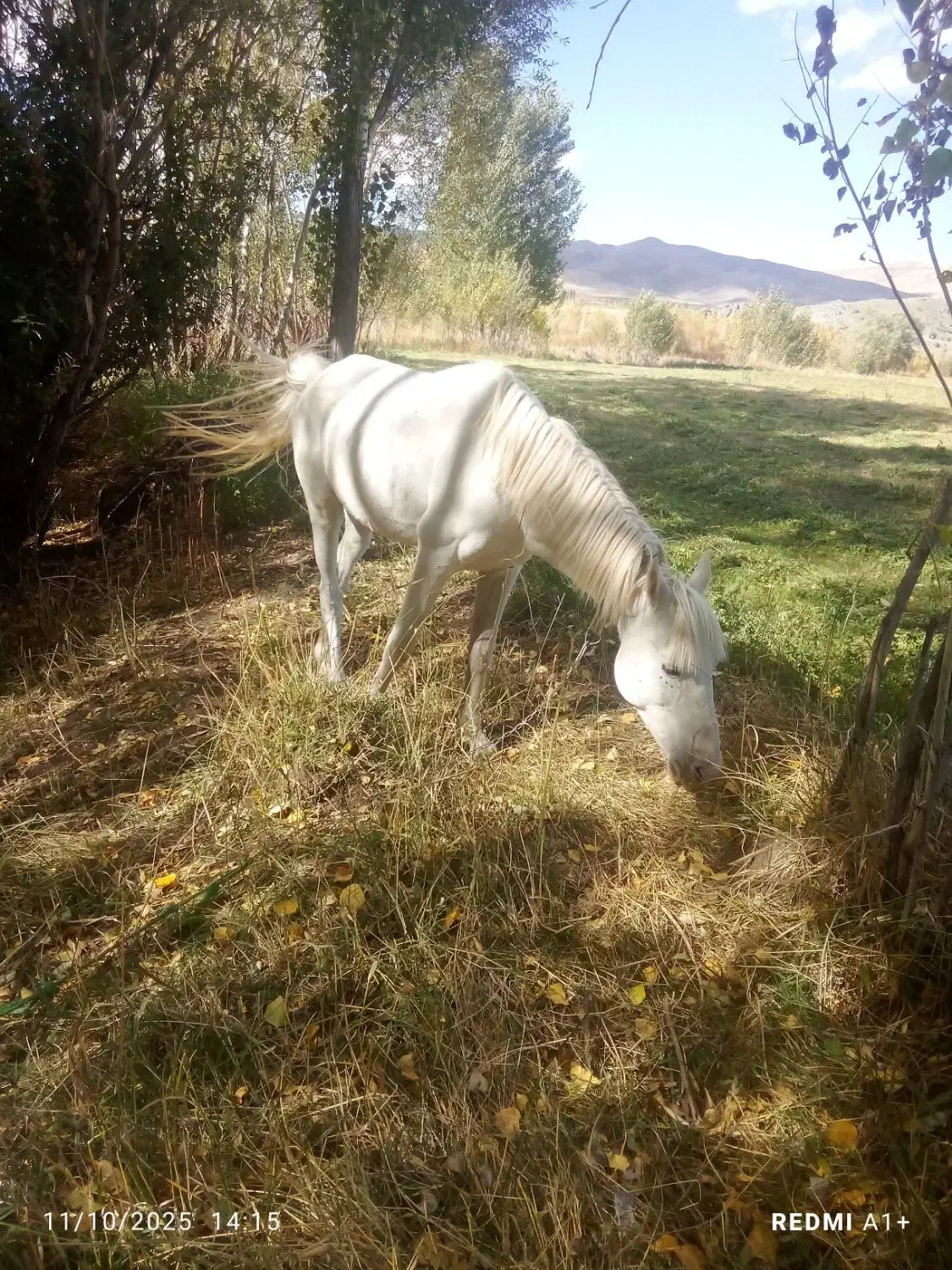 سواری|اسب و تجهیزات اسبسواری|دشتک, |دیوار