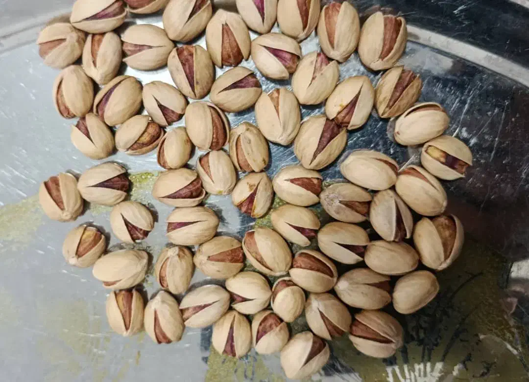 خریدار انواع ارقام پسته|خدمات باغبانی و درختکاری|سروستان, |دیوار